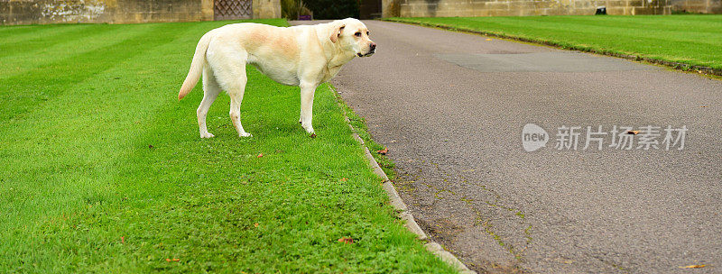 绿色草坪上的拉布拉多寻回犬
