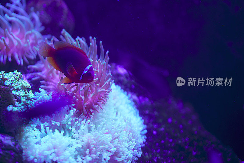 有珊瑚和热带鱼的水下世界