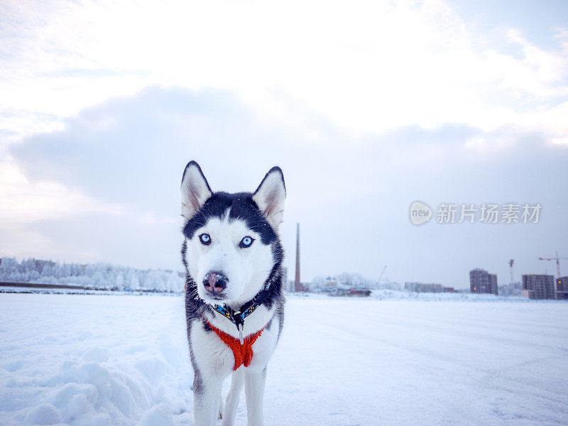 芬兰坦佩雷，哈士奇雪橇狗在冰湖上行走
