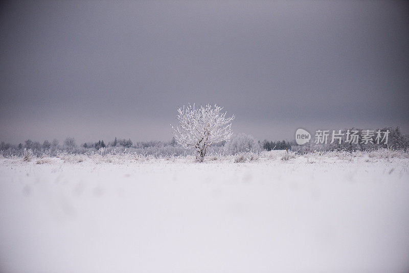 风景与野生苹果树