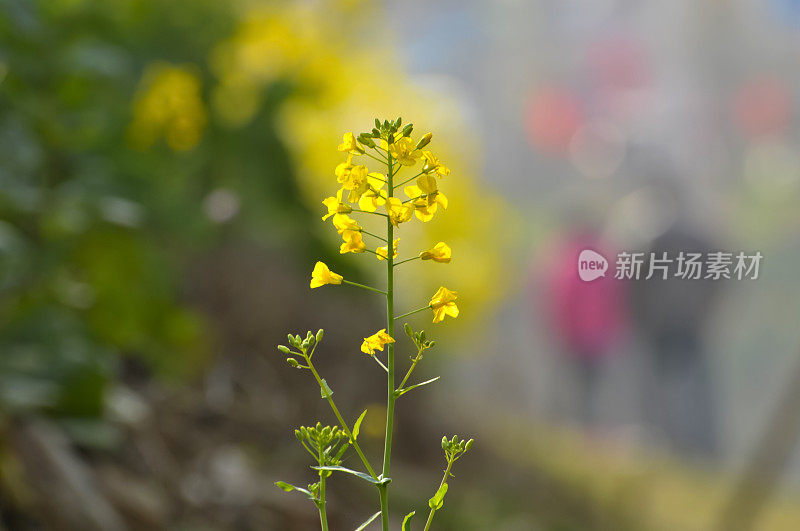 油菜花领域