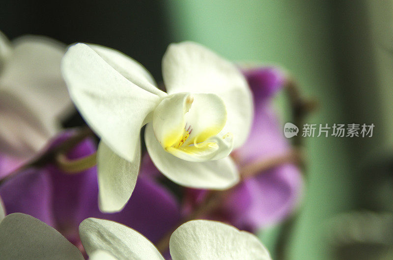 兰花花浅，田深