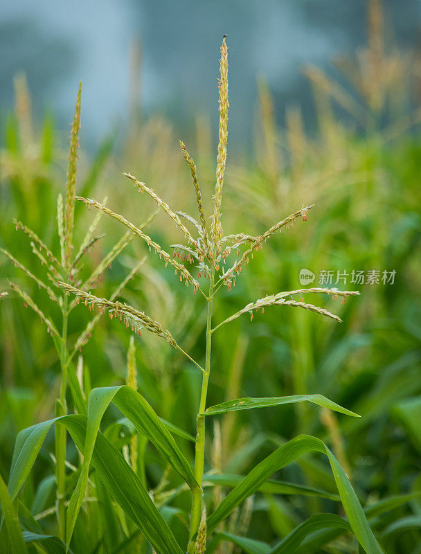 玉米植株特写