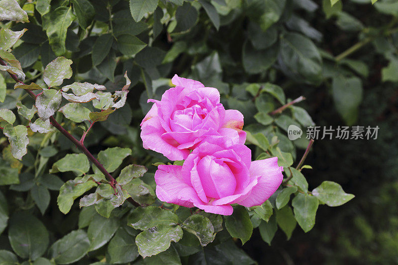 两朵带有绿叶的亮粉色花园玫瑰