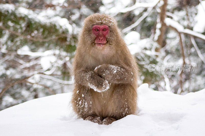 摆出雪猴