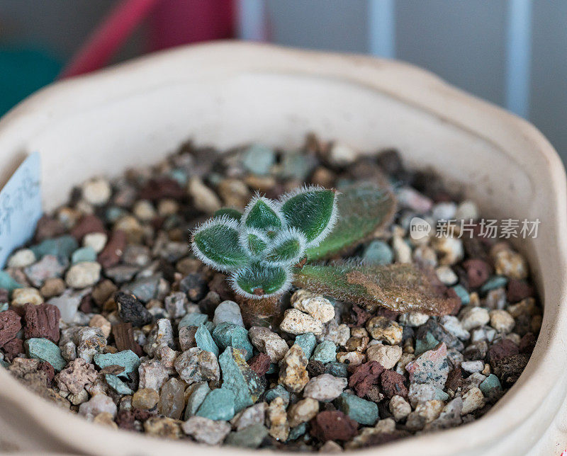 多肉植物生长在家里的瓷盆里