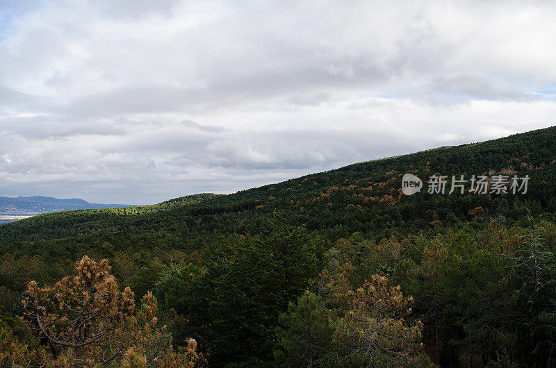 高角度俯瞰树木和山脉