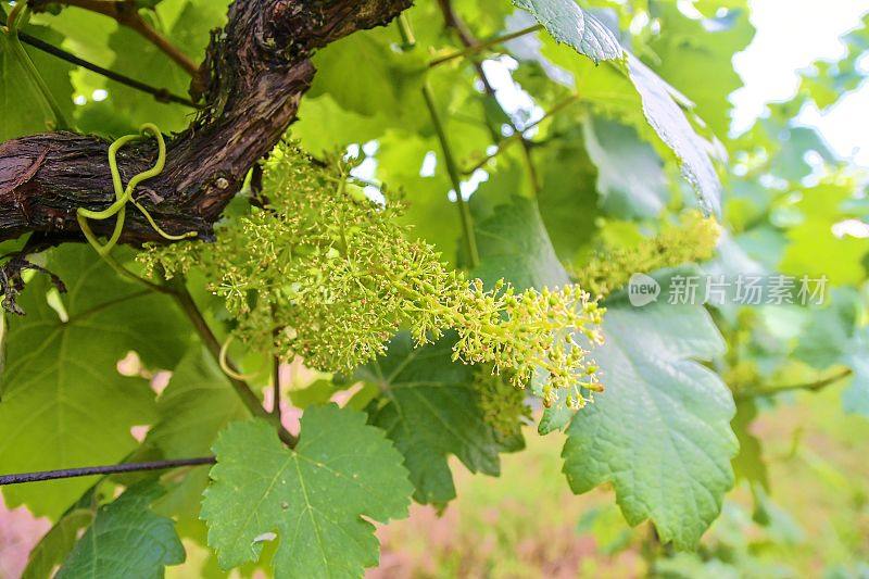 葡萄园里的葡萄藤。特写的小道消息。Wineyard在春天。太阳耀斑。葡萄园景观。捷克共和国南摩拉维亚葡萄园
