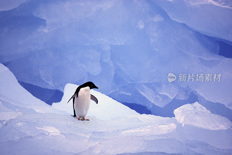 蓝色冰山上的阿德利企鹅