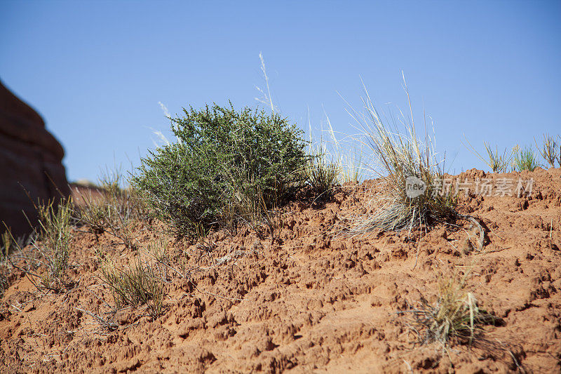 美国西南部沙漠隐生土壤，拱门国家公园北部