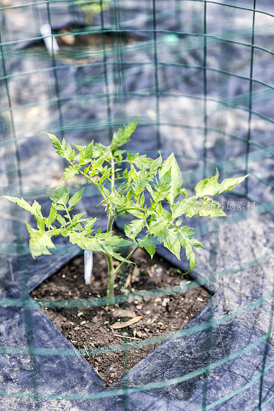 用铁丝笼保护番茄幼苗的发芽