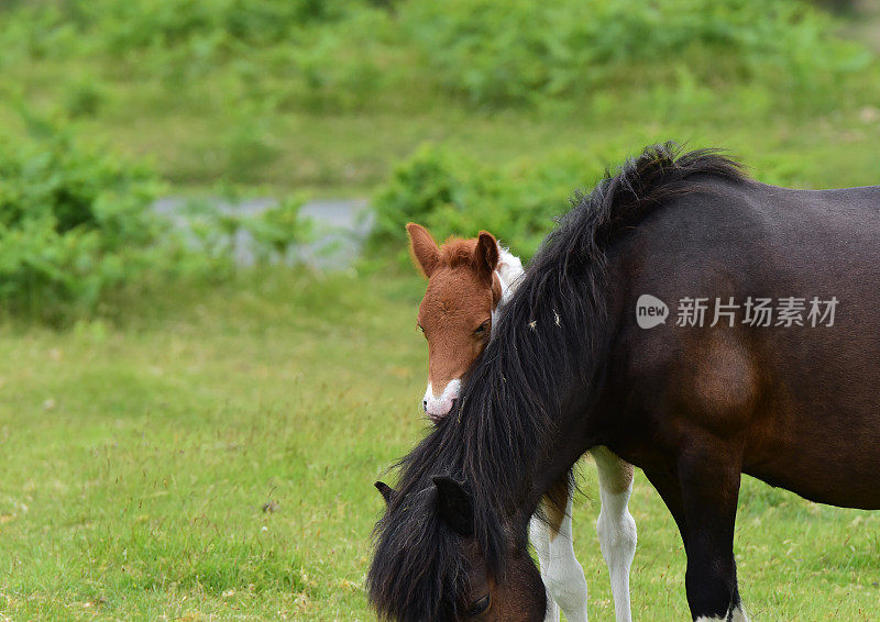 达特穆尔小马