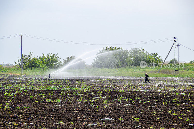 西瓜田灌溉系统。浇水。喷水灭火系统