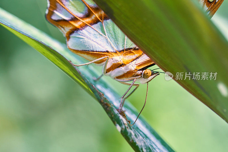 孔雀石蝴蝶:叶子上的孔雀石蝴蝶