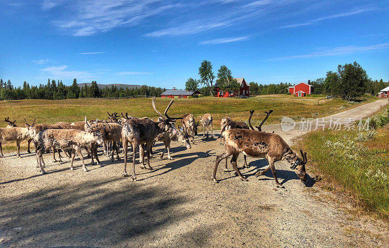 在瑞典北部的一条路上，野生驯鹿