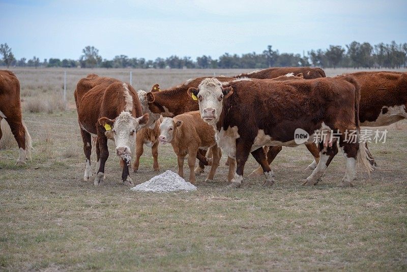 肉牛赫里福德小母牛和小牛被喂食补品