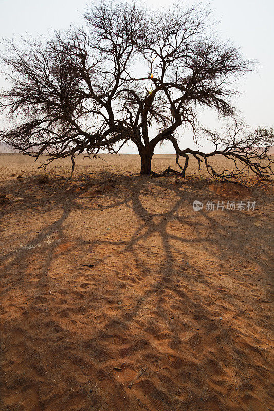 纳米比亚沙漠中的一棵树