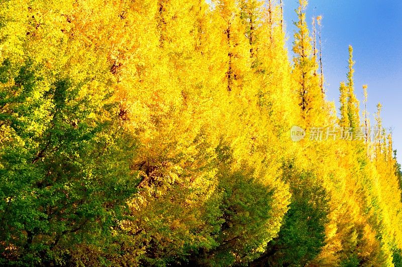 东京银杏树的金色叶子