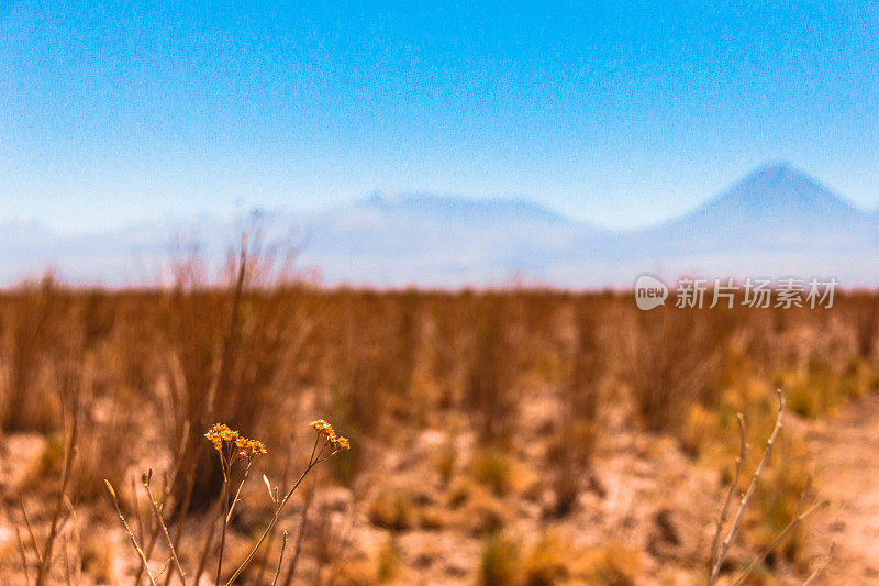 美丽的智利风景与利坎卡武尔火山在阿塔卡马沙漠。