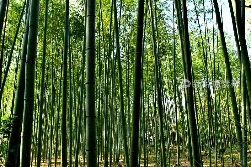 京都佐野的竹林