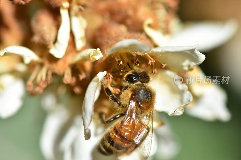 近距离观察一只蜜蜂从一朵花中吸食花蜜