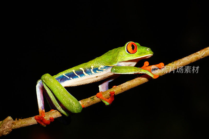 哥斯达黎加晚上的红眼树蛙