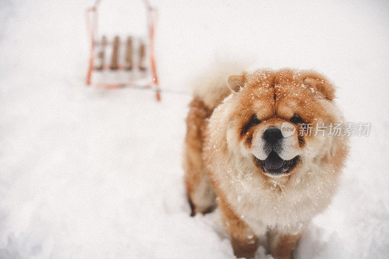 雪中的聚会时间