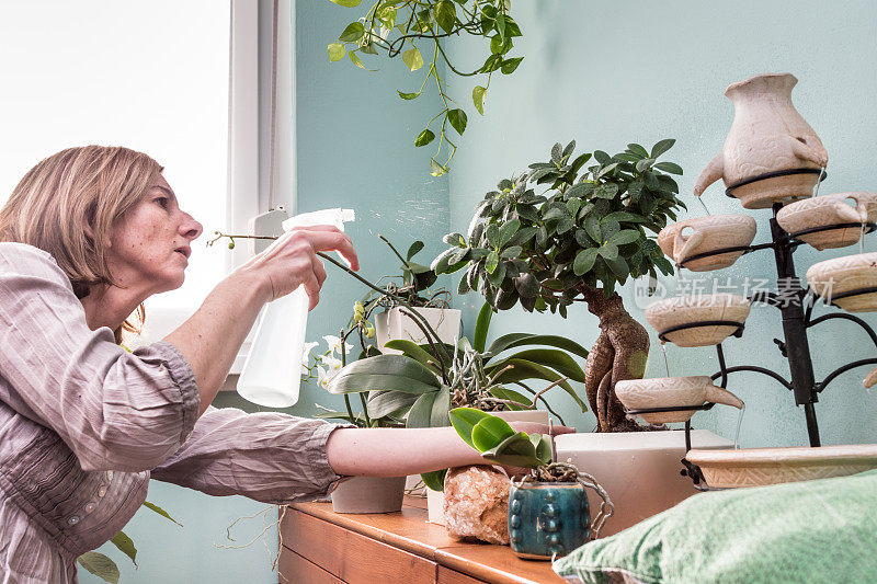 女人喷洒室内植物