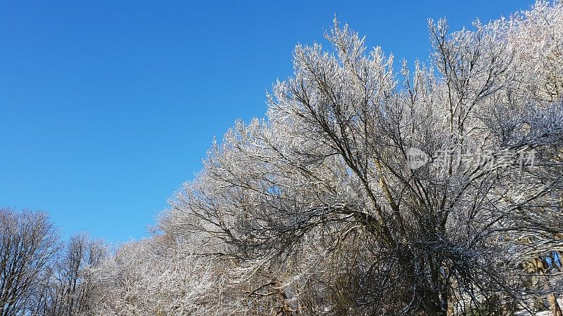 白雪皑皑的树木映衬着蓝天