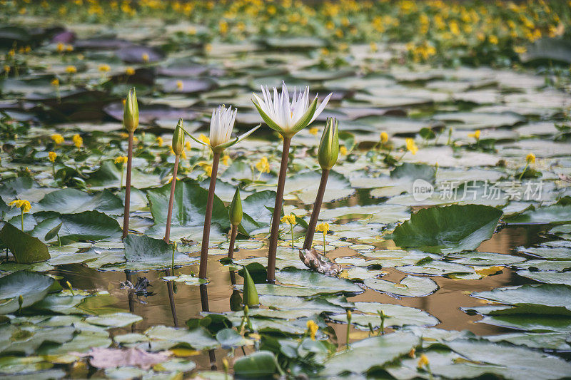 池塘上盛开的白莲