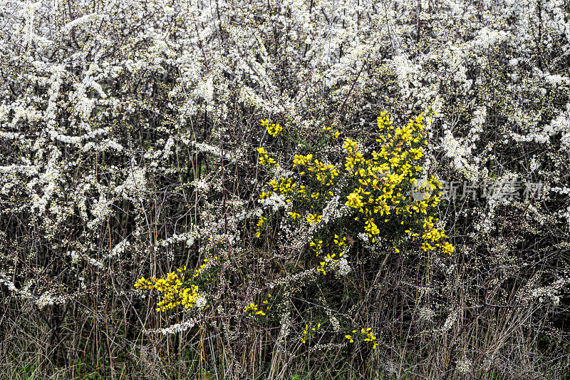 黄色的金雀花和白色的黑刺李在春天开花