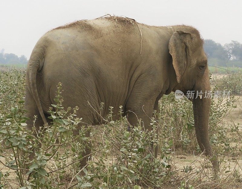 图片中的野生印度象(不是非洲大耳朵)行走在阿格拉国家野生动物园，北方邦，小耳朵印度象自由地在荒地上