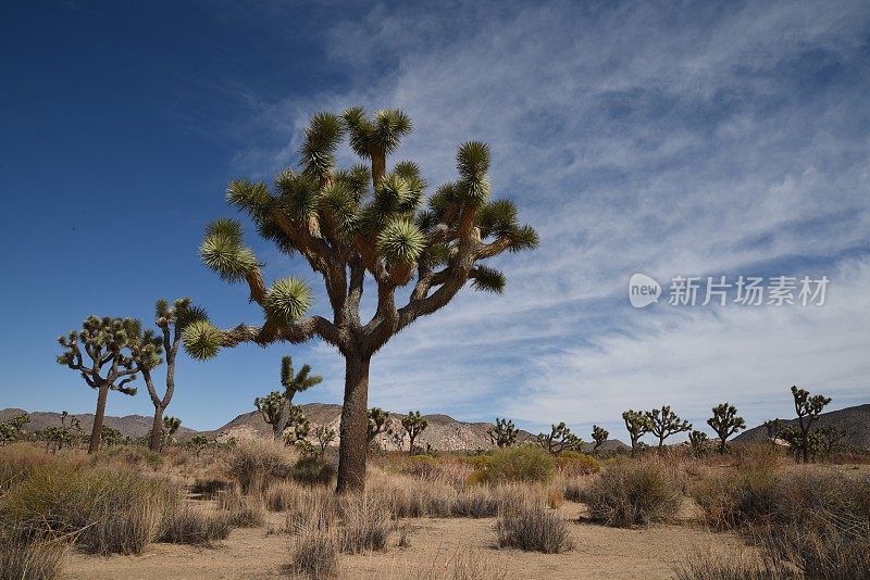 约书亚树和岩层