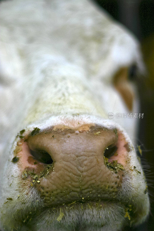 受惊母牛的鼻子和嘴