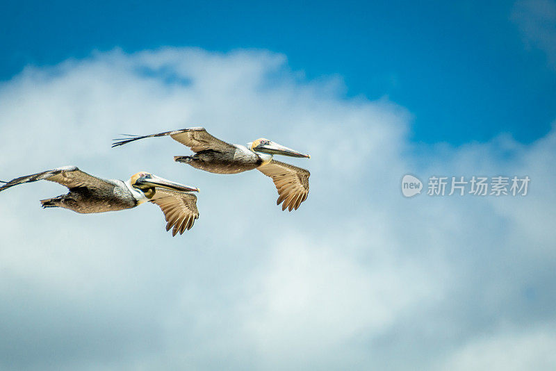 飞行中的褐鹈鹕