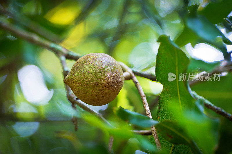 夏威夷一棵澳洲坚果树上的坚果