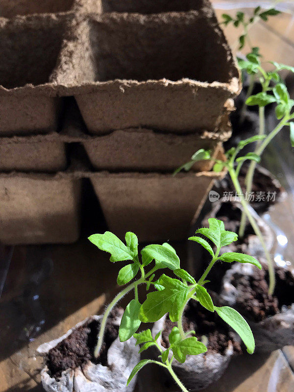 幼小的番茄幼苗在泥炭盆，准备春季种植