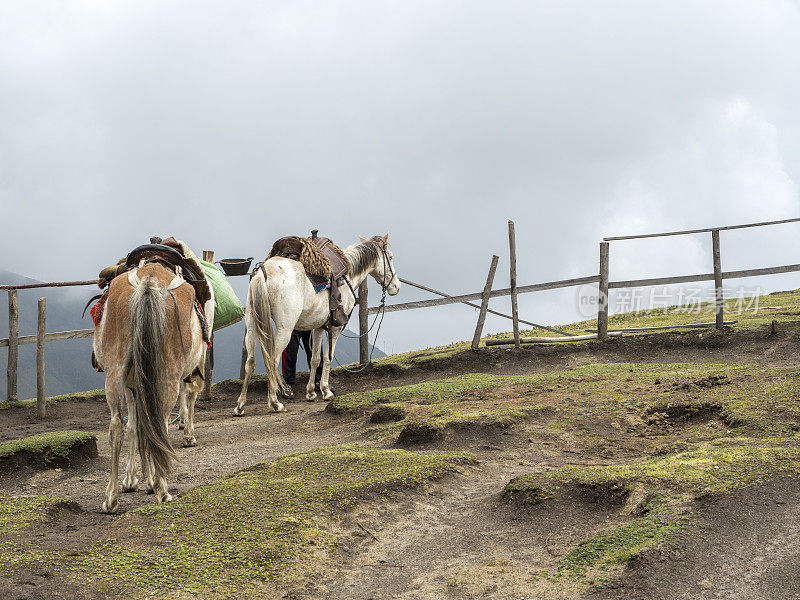 皮钦查火山坡上的马