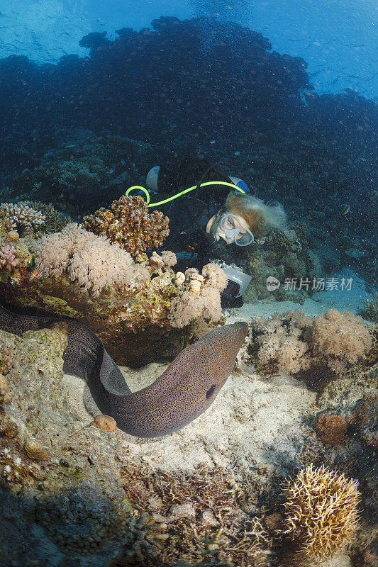 水肺潜水员探索和享受珊瑚礁马里鳗鱼海洋生物运动妇女水下照片