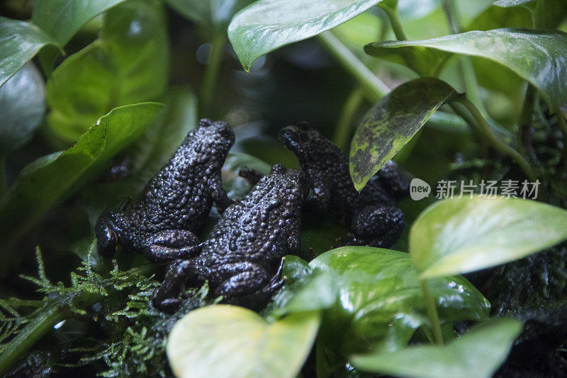 牛蛙藏在植物下