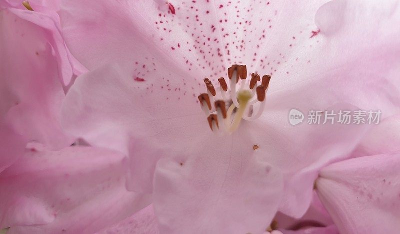 淡紫色的杜鹃花