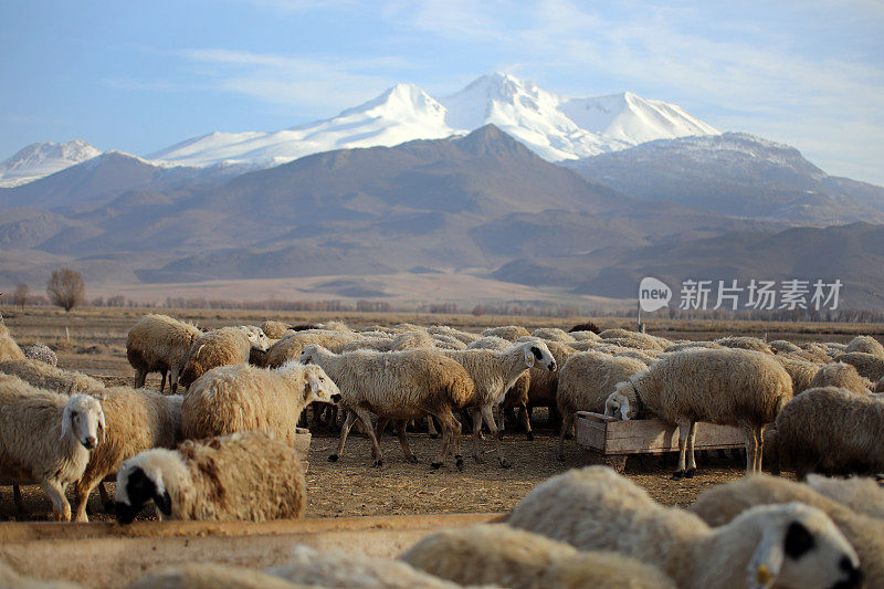 高山和放牧的羊群