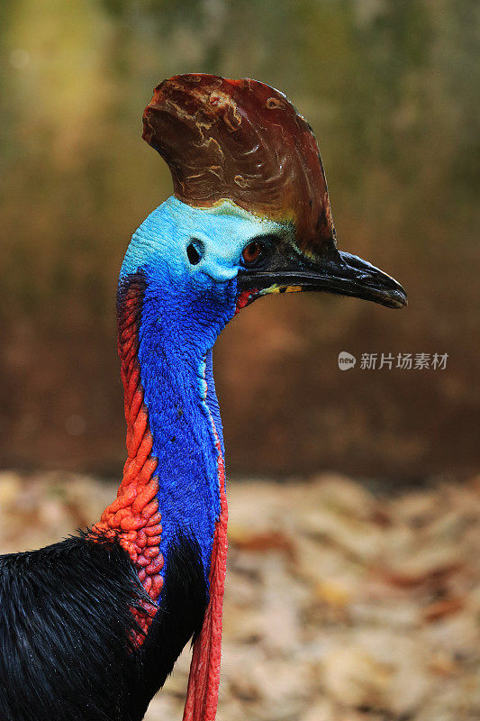 食火鸡