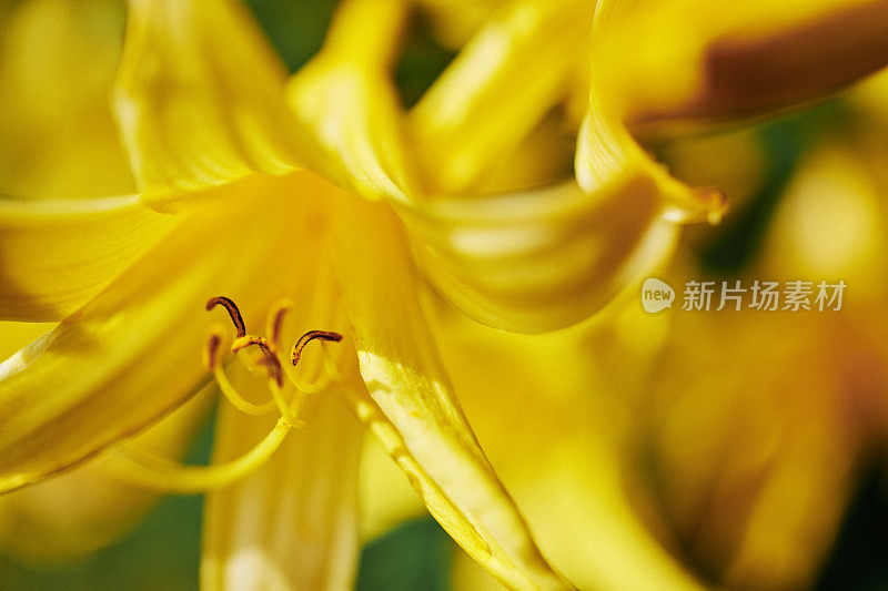 鲜亮的黄色花的近照雄蕊和花粉，浅集中。