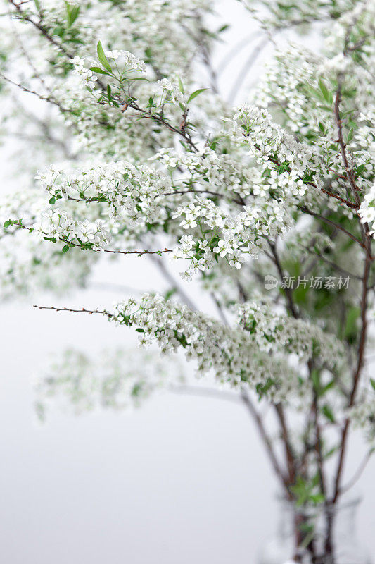 苹果花在白色大理石背景与复制空间