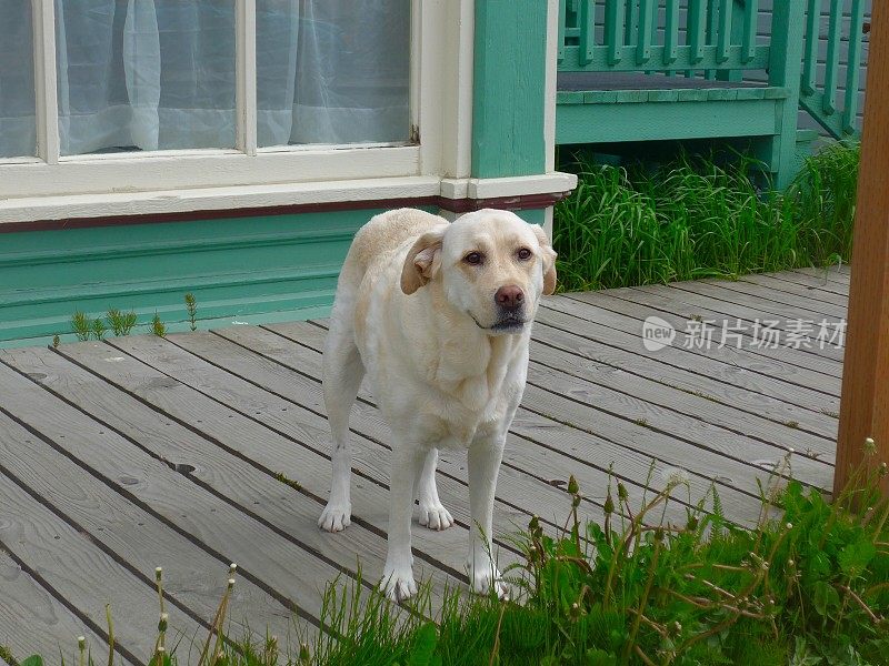 阿拉斯加的拉布拉多寻回犬