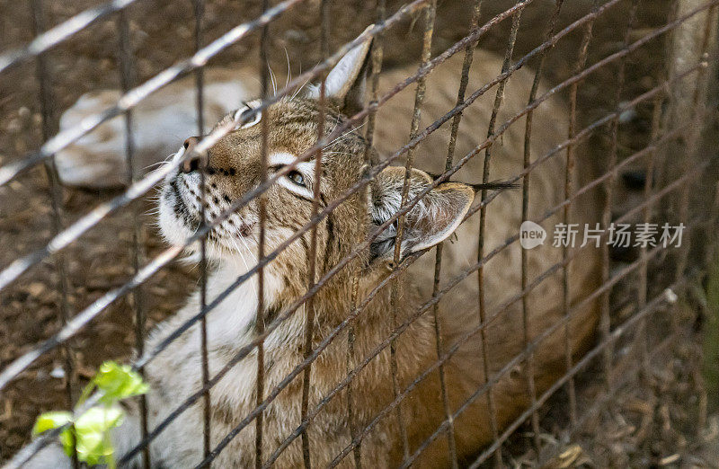 圈养的山猫或山猫