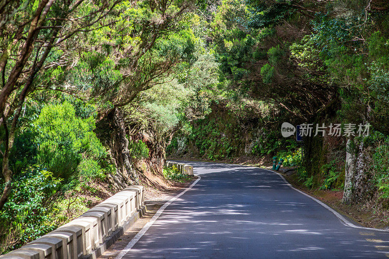 公路穿过天然森林隧道