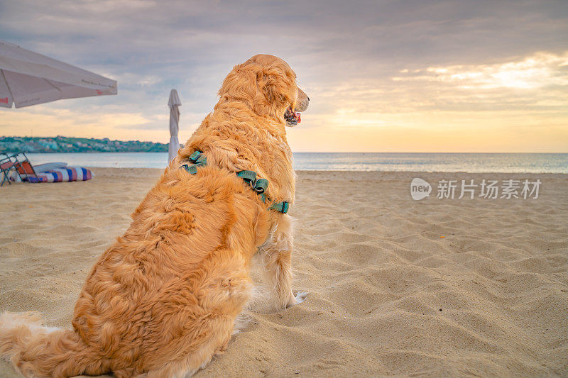 金毛猎犬站在沙滩上，看着大海