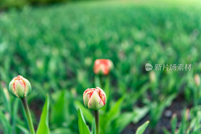 加拿大郁金香节在雅克卡地亚公园，渥太华，加拿大